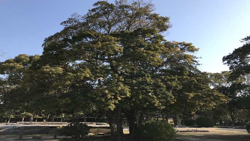 公園にある巨大なタブノキ